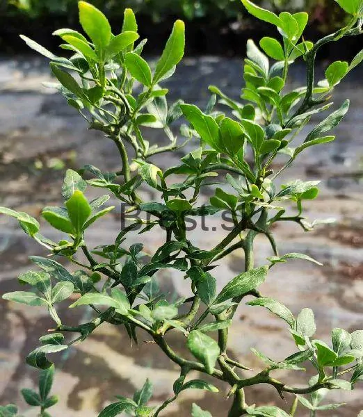 Poncirus trifoliata 'Flying dragon' EXTRA